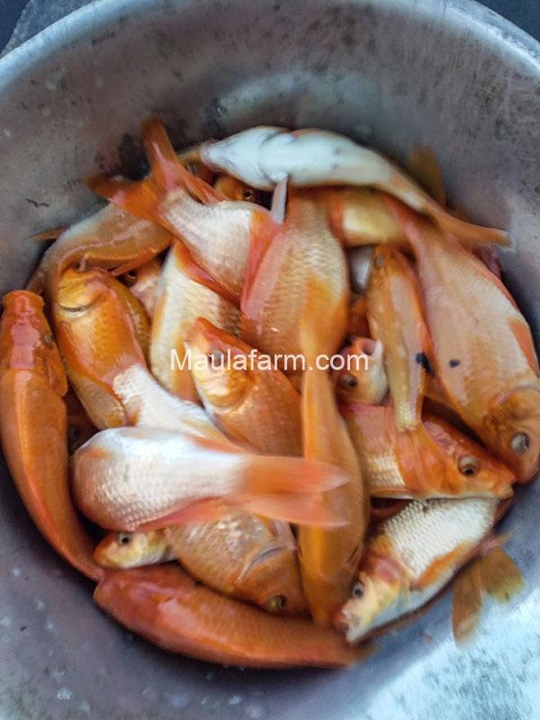 Bibit Ikan Mas Unggul Maula Farm