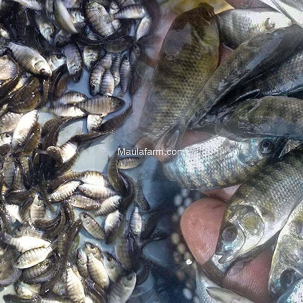Jual Bibit Ikan Nila Unggul Murah, Harga Terbaru 2022 - MaulaFarm.com