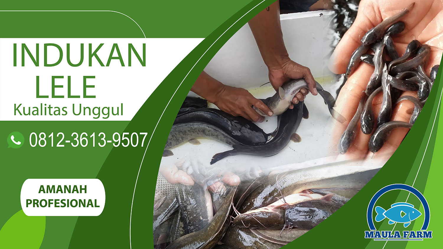 Jual Induk Ikan Lele Bersetifikasi, Lele Masamo, Lele Sangkuriang, Lele Phaiton dan Mutiara Unggul