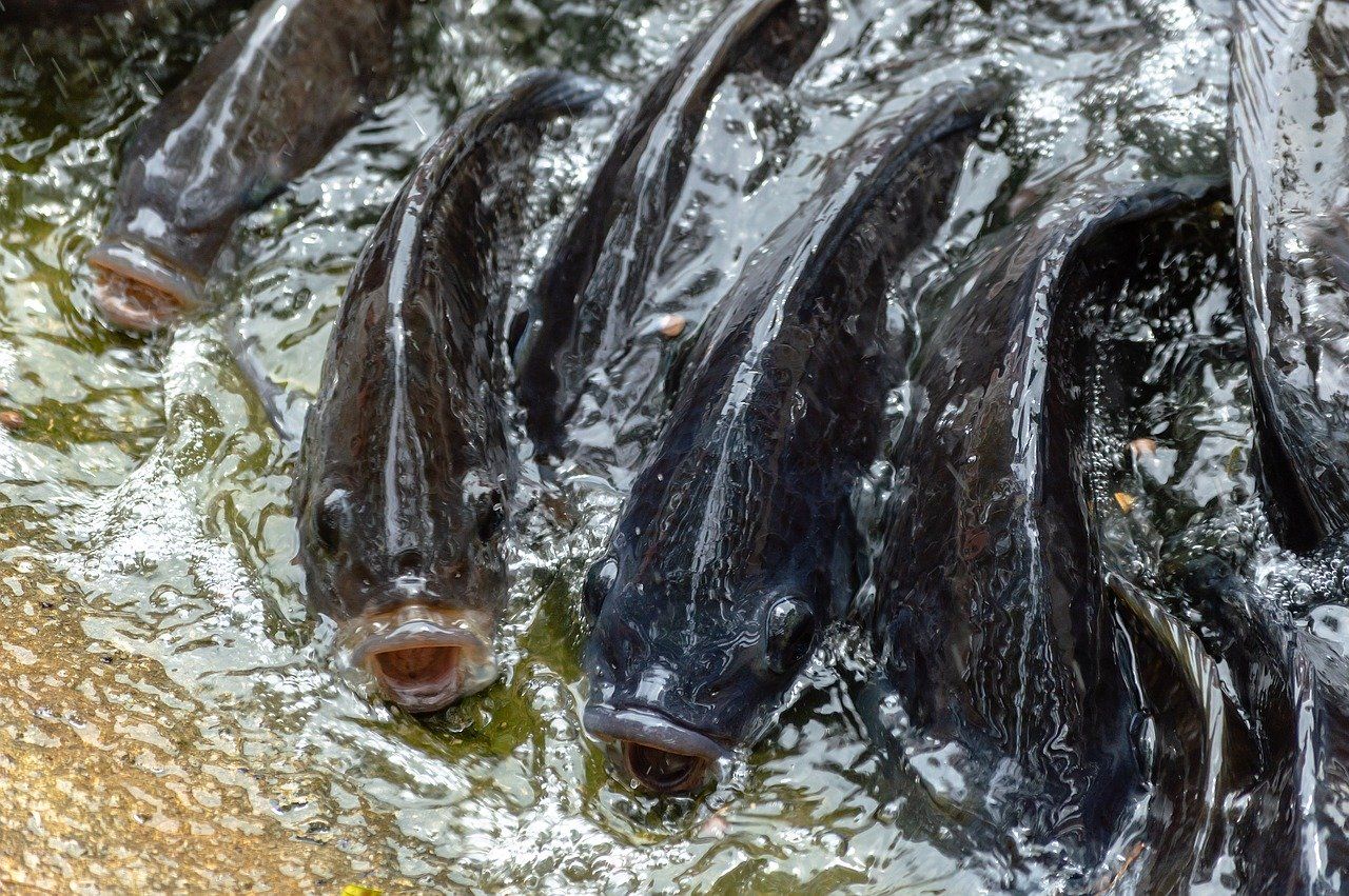Cara Budidaya Ikan Nila yang Mudah untuk Dipraktikkan