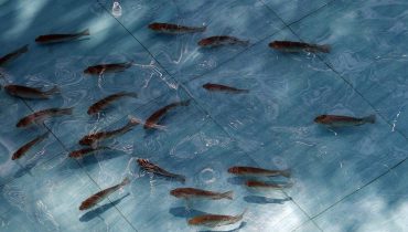 Pembenihan Hingga Proses Penyebaran Bibit Ikan Nila Berikut