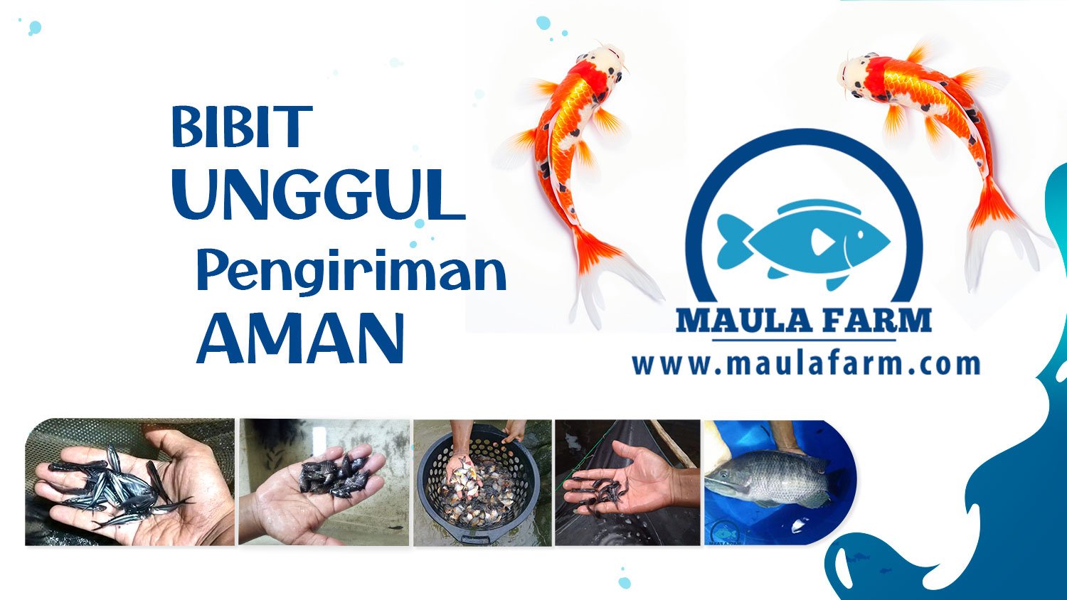 bibit-ikan-unggul-dan-pengiriman-aman
