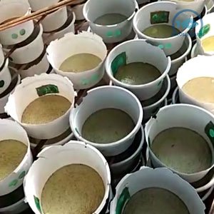 bibit-bandeng-unggul-siap-kirim