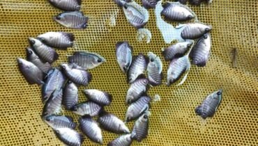 Jual Bibit Ikan Gurami di Ambon – Kualitas Unggul dari Maulafarm.com
