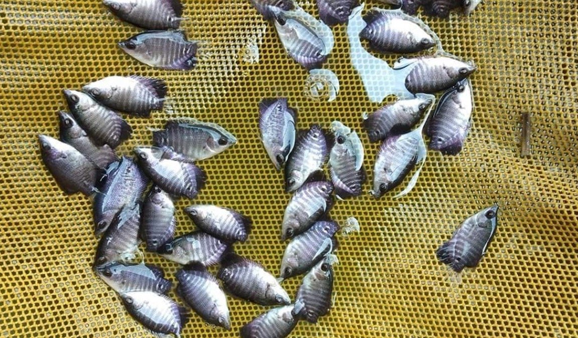 Jual Bibit Ikan Gurami di Ambon – Kualitas Unggul dari Maulafarm.com