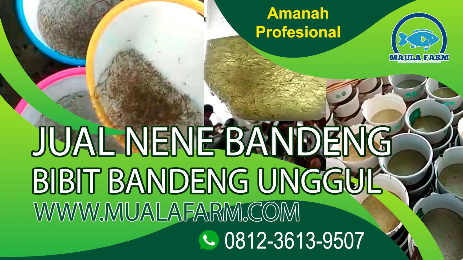 Jual Nener Bandeng – Supplier Bibit Bandeng Terpercaya