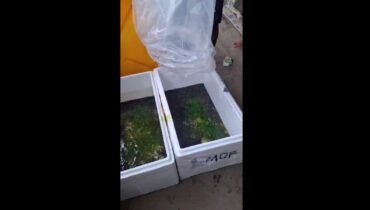 Tips Agar Bibit Lele Maulafarm.com Tahan Lama Sebelum Ditebar: Cukup Tambahkan Daun Pepaya!