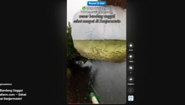 Bibit Bandeng Unggul Maulafarm.com – Sehat Sampai Banjarmasin