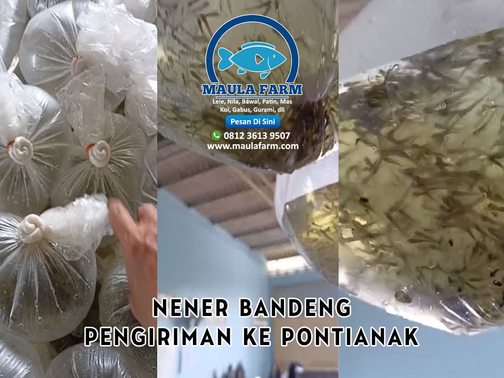 Maulafarm.com: Persiapan Kirim Bibit Nener Bandeng Menuju Bandara Supadio, Pontianak