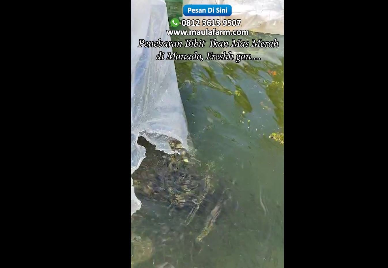 Penebaran Bibit Ikan Mas Merah – Sukses dan Fresh di Kolam Pelanggan Manado!